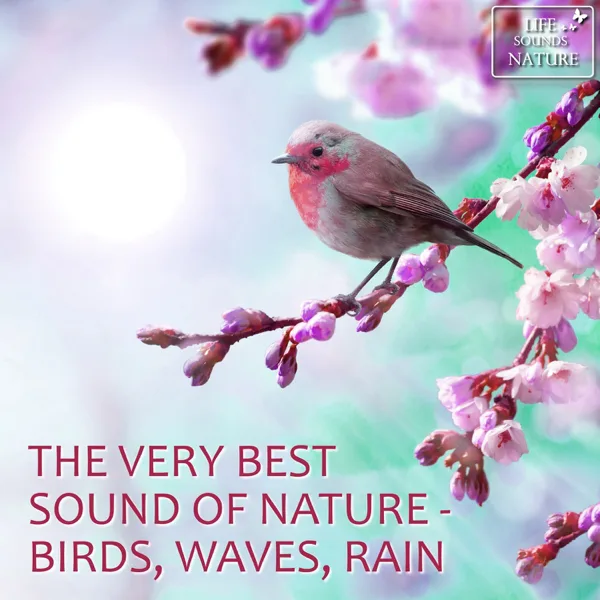 Amazing Song of a Nightingale For Relaxation — Life Sounds Nature