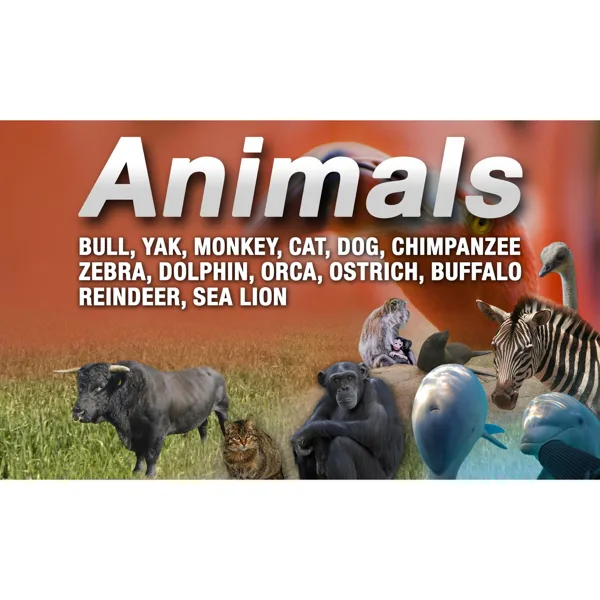 Birds, Flock, React Series x 9, Loud Fly Away Rumble, Duck Quacks Busy, Small Big Reactions, Medium Close, Exterior, Animals — Sounddogs Sound Effects