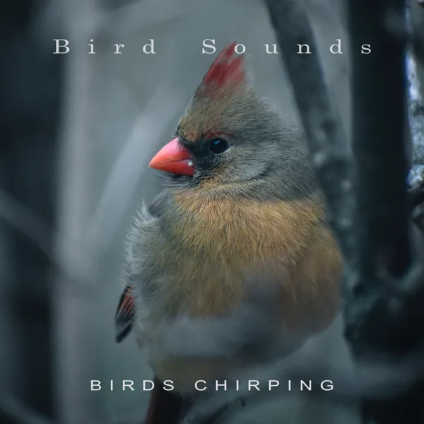 Nature Relaxation — Bird Sounds
