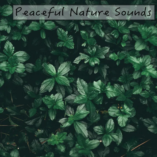 River Meditation — Nature Sounds