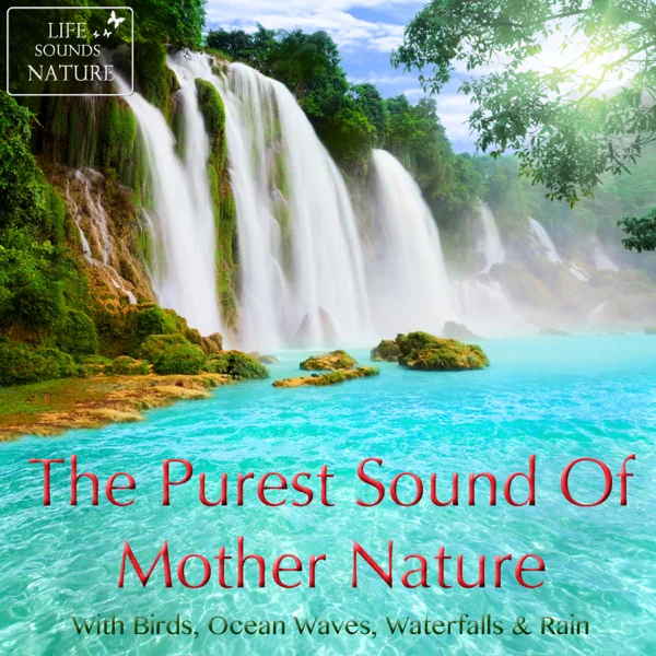 Wonderful Birds Singing On Hawaii For Relaxation — Life Sounds Nature